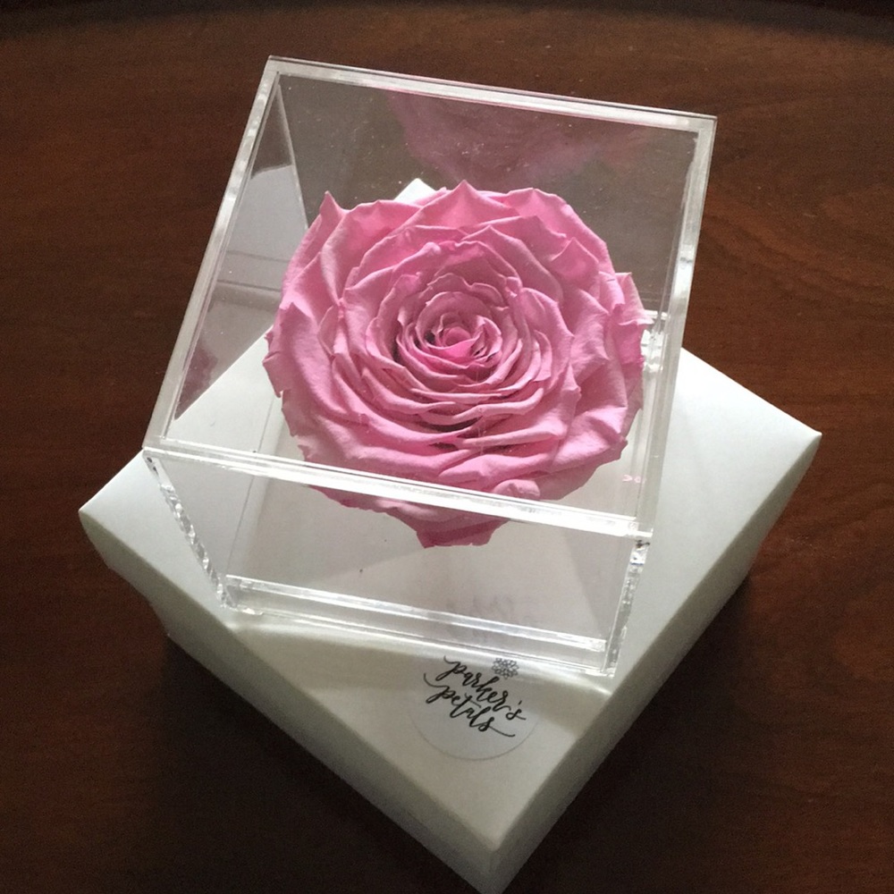 NWB Parker’s Petals Preserved Forever Dried Pink Rose in Acrylic Box.